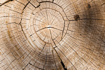 The growth rings of a tree. Ree stump of a felled tree - section of the trunk with annual rings