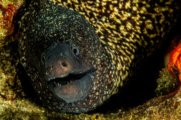 Moray fish