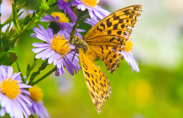 Beautiful butterfly feeding on a bright pink flower closeup.