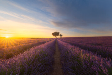 Brihuega lavender fields, Spain