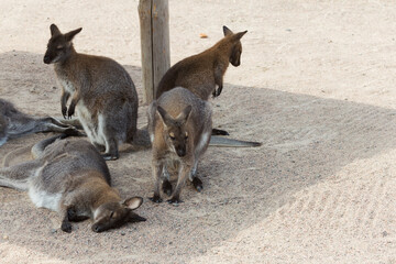 Naklejka na ściany i meble Eautiful kangaroo. Forester (Eastern grey) Kangaroo, Macropus giganteus, Familly, Tasmania, Australia, baby, small, little