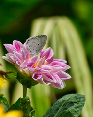 Summer Azure Butterfly feeding on a Dahlia blossom