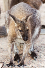 Obraz premium Eautiful kangaroo. Forester (Eastern grey) Kangaroo, Macropus giganteus, Familly, Tasmania, Australia, baby, small, little
