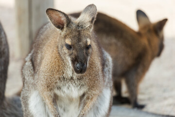 Eautiful kangaroo. Forester (Eastern grey) Kangaroo, Macropus giganteus, Familly, Tasmania, Australia, baby, small, little