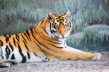 Tiger imposingly lies and rests, Beautiful powerful big tiger cat (Amur tiger). Tiger look. Big cat. Wild animal. Africa. Safari. Wildlife Safari Park