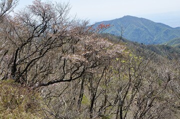塔ノ岳のマメザクラと大山