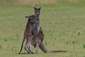 Baby joey sweetly hugs mother kangaroo in Yanchep National Park in Australia