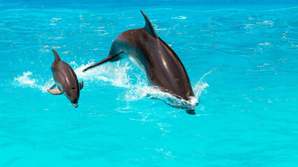 A charming dolphin baby swims with his mom dolphin in pool. Two dolphins enjoing together. Dolphin with cub swim in the pool.. © Elena