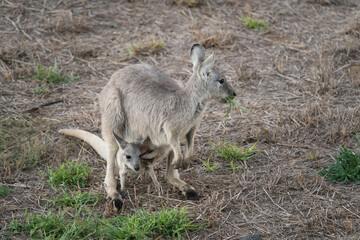 Eastern grey kangaroo, Macropus giganteus, with joey in pouch, eating grass