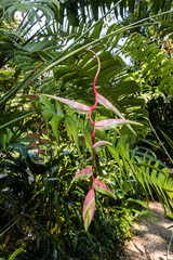 Botanical garden, Tropical Spice Garden in Teluk Behang, Pulau Pinang, Malaysia 