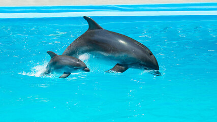 A charming dolphin baby swims with his mom dolphin in pool. Two dolphins enjoing together. Dolphin with cub swim in the pool..