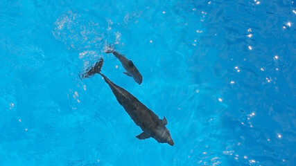 Obraz premium A charming dolphin baby swims with his mom dolphin in pool. Two dolphins enjoing together. Dolphin with cub swim in the pool..