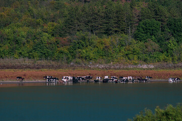 A herd of cows drinking by a lake under a mountain in a sunny day. Concept: Calmness and nature