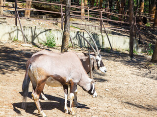 Oryx gazella gazella, beautiful iconic antelope