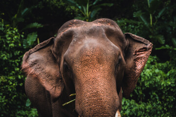 Fototapeta premium Asian elephant in the jungle in Chiangmai , Thailand
