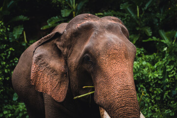 Fototapeta premium Asian elephant in the jungle in Chiangmai , Thailand