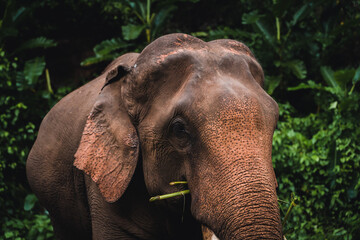 Naklejka premium Asian elephant in the jungle in Chiangmai , Thailand