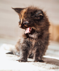 Beautiful fluffy multi colored black maine coon baby kitten yawning opening his small mouth. Closeup