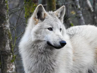 Deurstickers region wolf canis lupus © Mark