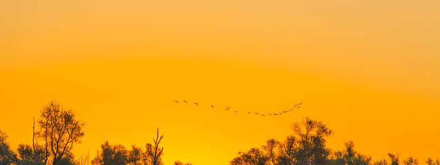 Fototapeta na wymiar Geese flying in a colorful sky at sunrise in an early morning at fall, Almere, Flevoland, The Netherlands, September 20, 2020