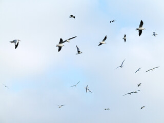 Lot of seagulls soars in the sky