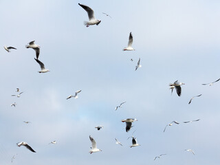 Lot of seagulls soars in the sky
