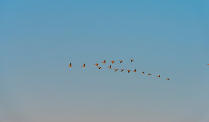 Geese flying in a colorful sky at sunrise in an early morning at fall, Almere, Flevoland, The Netherlands, September 20, 2020
