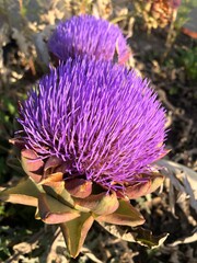 thistle flower