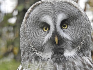 great horned owl