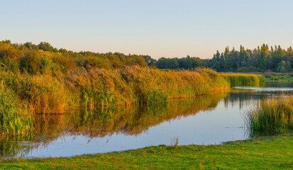 Reed in an early morning under a colorful sky at sunrise, Almere, Flevoland, The Netherlands, September 20, 2020