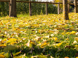Paisaje otoñal con hojas de colores amarillos en la hierba, Llinars del Valles, otoño 2019