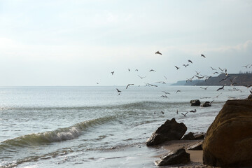 Seagulls on the seashore in the rays of the setting sun
