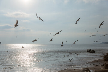 Seagulls on the seashore in the rays of the setting sun