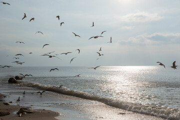 Seagulls on the seashore in the rays of the setting sun