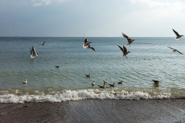 Seagulls on the seashore in the rays of the setting sun