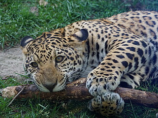 Close up of a young leapard playing with a wood log on a green grass background