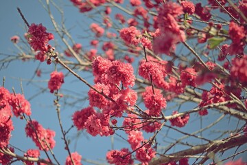 Fucsia Prunus persica in bloom