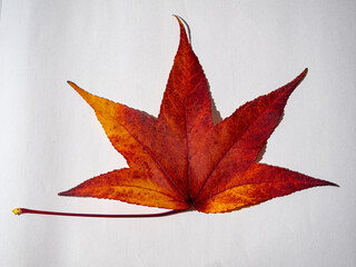 Paisaje otoñal con una hoja de color  rojo. Llinars del Valles, otoño 2019