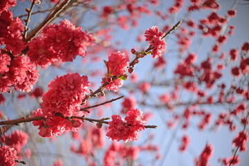 Fucsia Prunus persica in bloom
