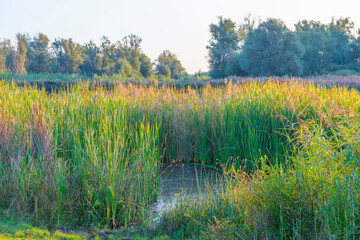 Reed in an early morning under a colorful sky at sunrise, Almere, Flevoland, The Netherlands, September 20, 2020