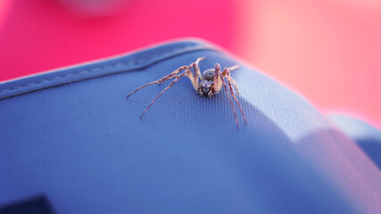Large brown spider on a blue surface