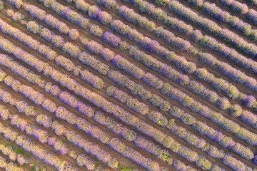 Background lavender field in summer. View from above