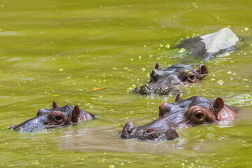 Fototapeta premium Taiping lake district and Zoo