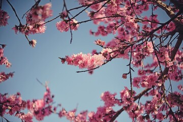 pink flowered Prunus persica