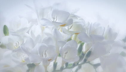 Awesome romantic dreamy  all white freesia flowers on a soft white background 