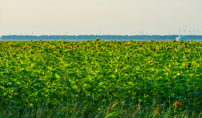 Sunflowers growing in a green grassy field under a blue sky in sunlight at fall, Almere, Flevoland, The Netherlands, September 20, 2020