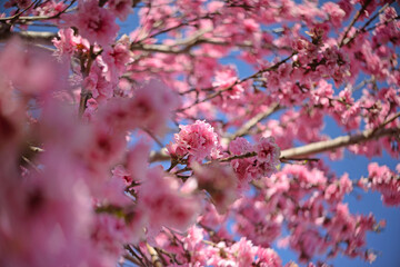 pink flowered Prunus persica
