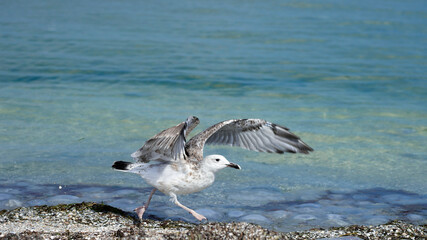 free bird Seagull walks along the ocean shore forward with spread wings