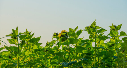 Obraz premium Sunflowers growing in a green grassy field under a blue sky in sunlight at fall, Almere, Flevoland, The Netherlands, September 20, 2020