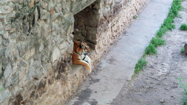 Tigers rest in the aviary on a summer sunny day. National Zoo in Nikolaev, Ukraine